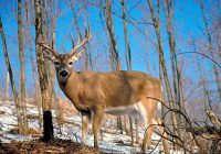 Upstate Deer Hunting